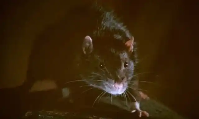 Eine Ratte