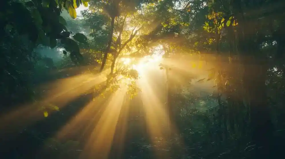 Ein Wald voller Licht