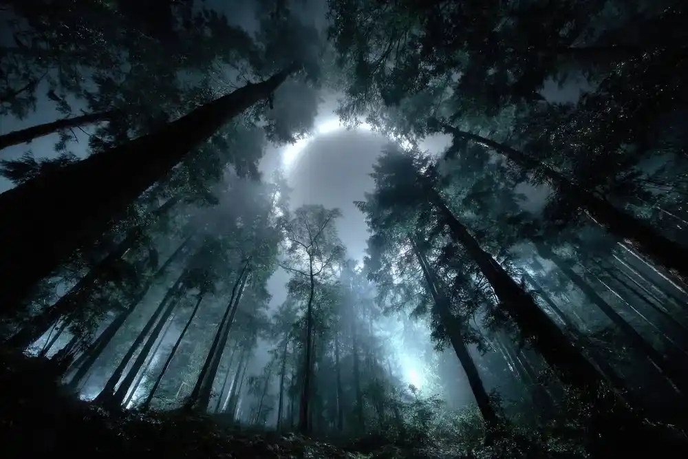 Ein unheimlicher Wald