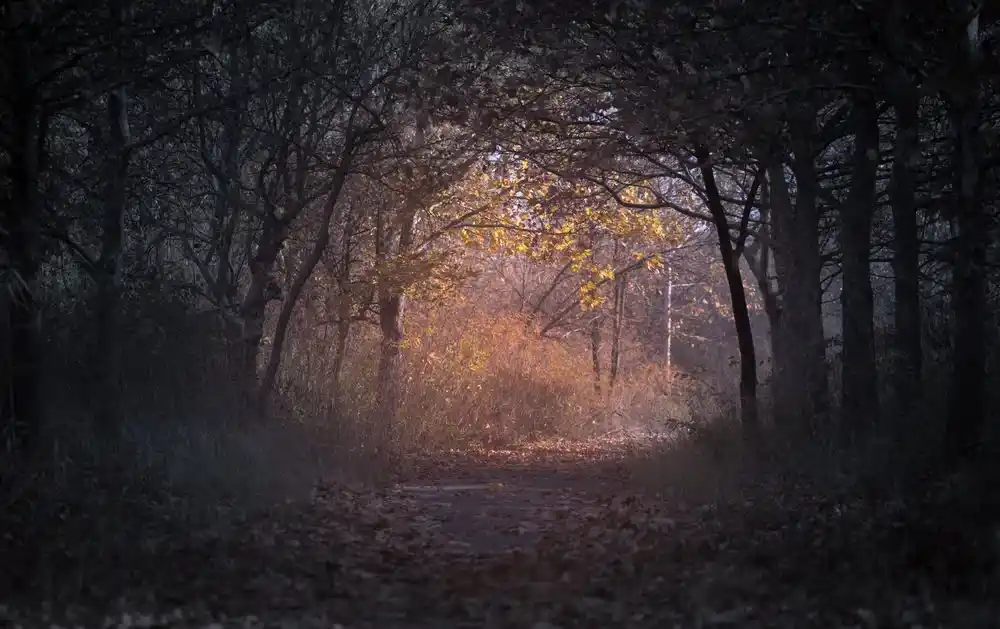 Waldweg in Der Fall Caroline