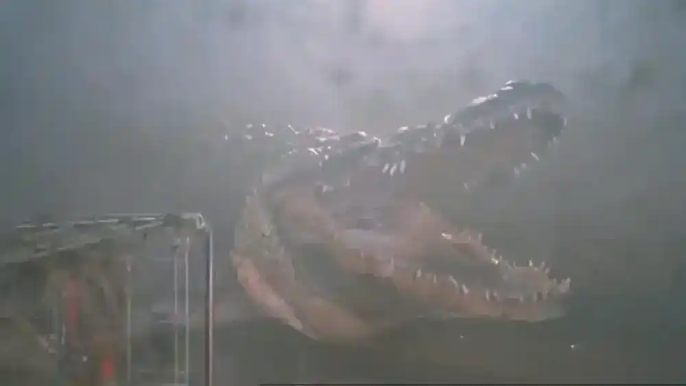 Der monströse Alligator