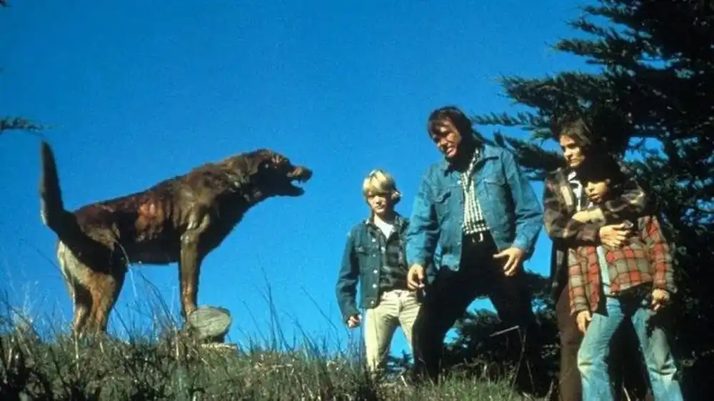 Die Hunde