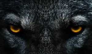Der Tier-Horrorfilm "The Pack-Die Meute!