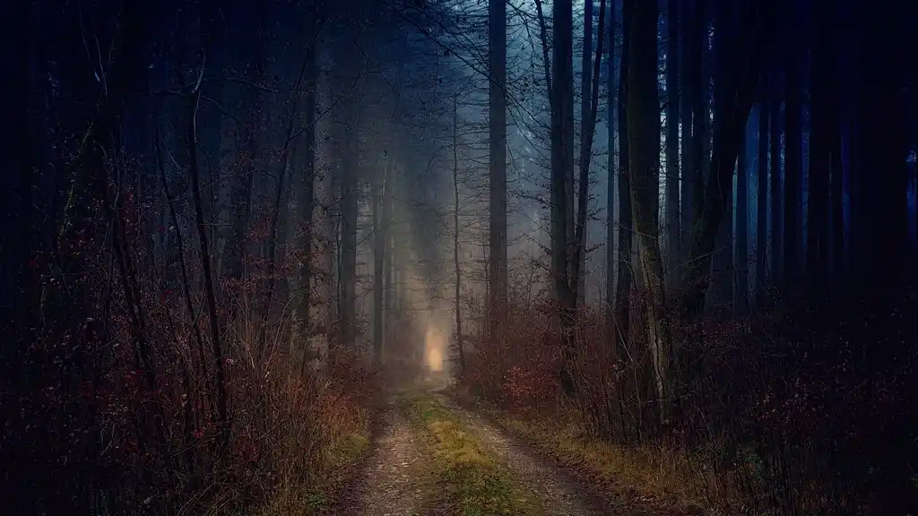 Ein nächtlicher Wald