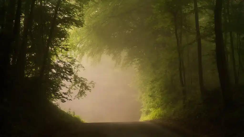 Im Wald