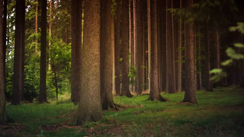 Ein Wald am Tage